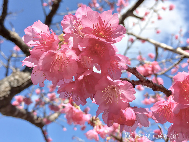 Spring in Okinawa