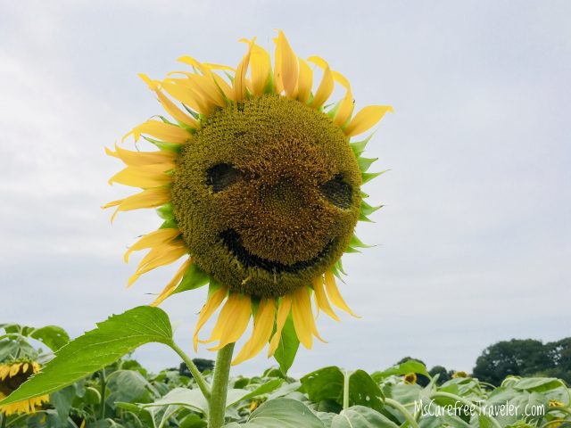 Kiyose Sunflower Festival